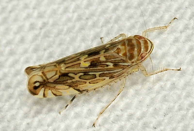 Cicadellidae:   Paralimnus lugens